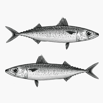 Illustration of a Blue Mackerel in a vintage style