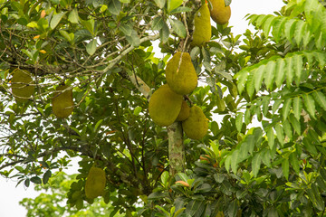 jackfruit tree in bangladesh