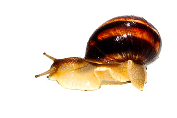 snail isolated on white background