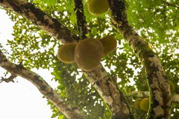 jackfruit tree in bangladesh
