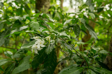 Jasminum grandiflorum