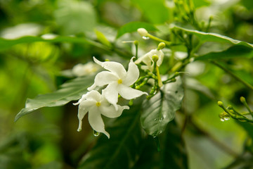 Jasminum grandiflorum