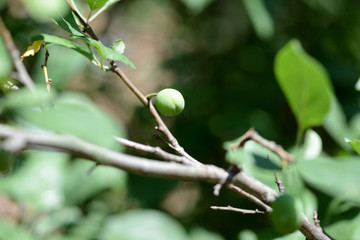 Unripe green plum fruits on a tree branch in the summer garden close up