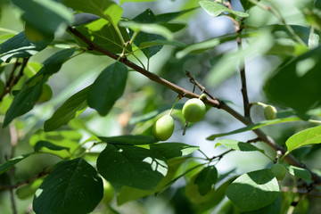 Unripe green plum fruits on a tree branch in the summer garden close up