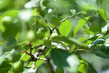 Fototapeta premium Unripe green plum fruits on a tree branch in the summer garden close up