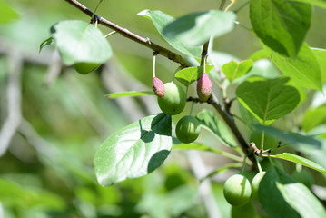 Unripe green plum fruits on a tree branch in the summer garden close up
