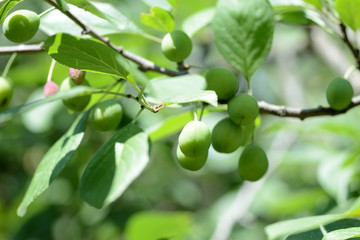 Unripe green plum fruits on a tree branch in the summer garden close up