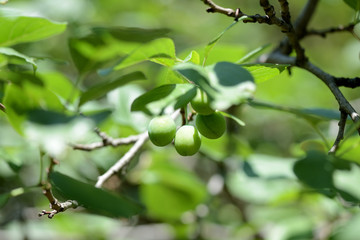 Unripe green plum fruits on a tree branch in the summer garden close up