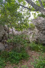 Fototapeta premium Sauve, France - 06 06 2019: Green vegetation in the sea of rocks