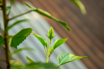China rose