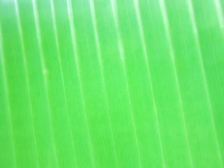 Patterns on a Banana Leaf 