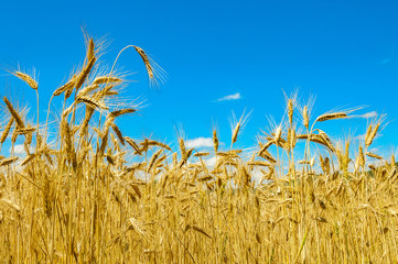 Obraz premium Gold wheat field and blue sky