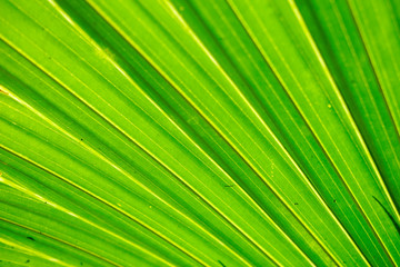 green leaf of palm tree