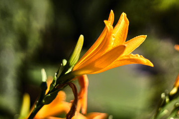 Orange flower in a garden bokeh photography