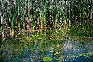 Fototapeta na wymiar a swampy yet vibrant green marsh