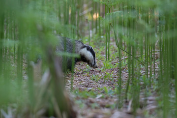 badger, meles meles, close footage of the mammal eating/moving surrounded by bracken within a forest in Scotland during June. © Paul
