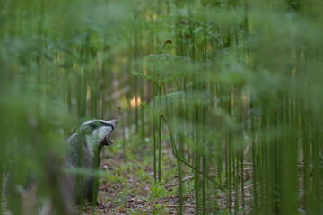 badger, meles meles, close footage of the mammal eating/moving surrounded by bracken within a forest in Scotland during June. © Paul