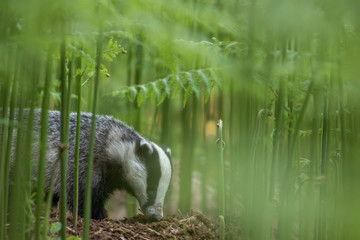 badger, meles meles, close footage of the mammal eating/moving surrounded by bracken within a forest in Scotland during June. © Paul