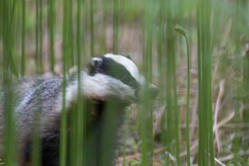 badger, meles meles, close footage of the mammal eating/moving surrounded by bracken within a forest in Scotland during June. © Paul