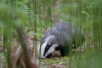 badger, meles meles, close footage of the mammal eating/moving surrounded by bracken within a forest in Scotland during June.