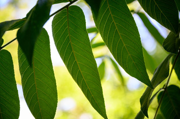 overhead tree branches with vibrant green leaves