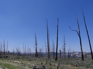 Leafless trees left from a forest fire in Utah.