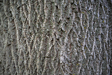 live walnut tree bark texture 