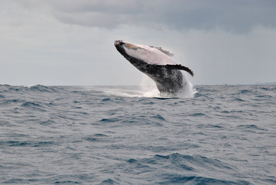 Baleine Ile de Sainte Marie Madagascar