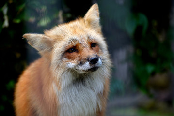 Sad Looking Red Fox
