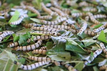 silkworm