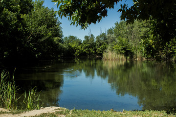 Lake in the park, green color, blue sky