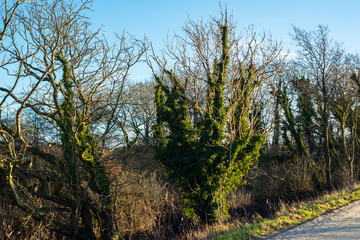 Obraz premium Geltingerbirk