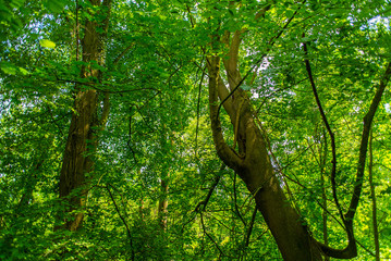 Fototapeta premium Knoops Park