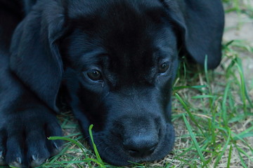 Black Great Dane puppy in grass