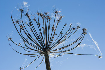 dry inflorescences of a cow parsnip (hogweed) in the form of umbrellas against the blue sky, selective focus