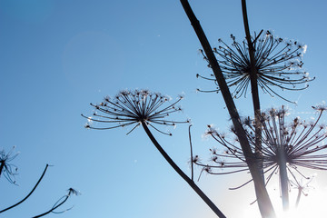 dry inflorescences of a cow parsnip (hogweed) in the form of umbrellas against the blue sky, selective focus