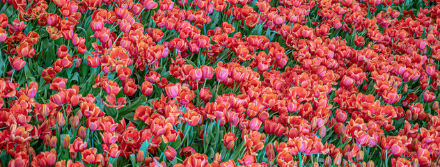 Fototapeta na wymiar Tulips flower nature background.