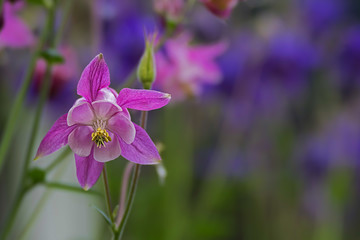 delicate purple blossom of a columbine blurred background
