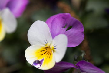 Veilchen mit Wassertropfen
