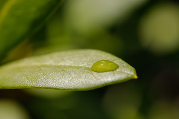 Grünes Blatt mit Wassertropfen