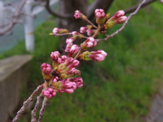 桜のつぼみ