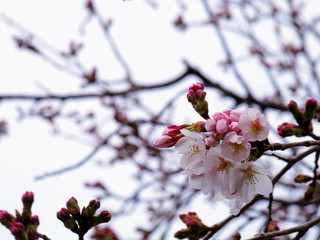 咲き始めの桜