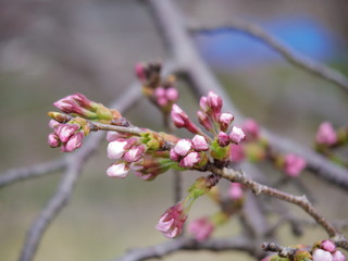 桜のつぼみ