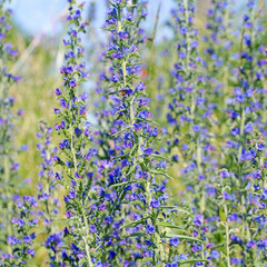 Blühender Natternkopf, Echium vulgare