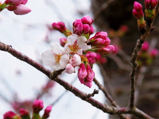 咲き始めの桜