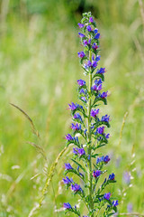 Gewöhnlicher Natternkopf, Echium vulgare