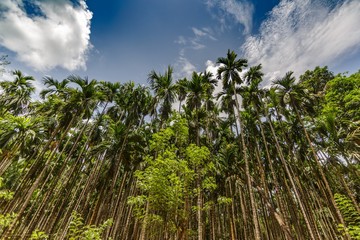 Obraz premium Numerous green palm trees in the backdrop of crystal clear blue sky and white clouds