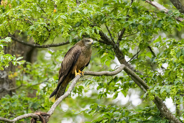 Black kite perching in a tree