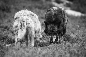 A white and a dark timberwolf crossing paths