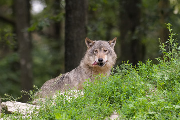 Timberwolf with meat in its mouth on the edge of a forest